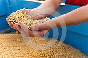 Hands holding soy beans