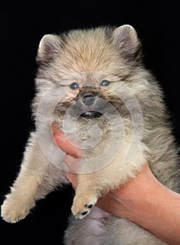 Hands are holding a spitz puppy