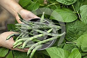 Hands holding steel bowl filled with freshly harvested green pole beans from garden