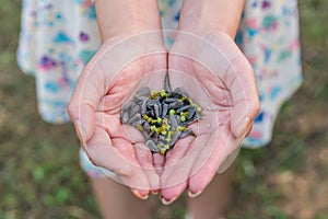 Hands holding sunflower seeds in field