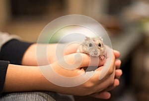 Hands holding with tenderness a cute little grey hamster