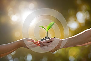 Hands holding together a green young plant