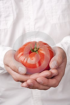 Hands holding tomato