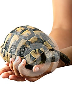 Hands holding tortoise