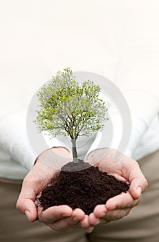 Hands holding a tree