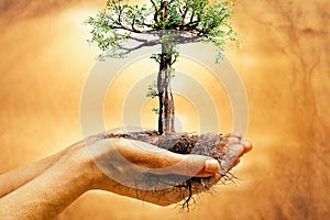 Hands holding tree with roots