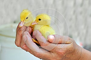 Hands holding two baby ducks