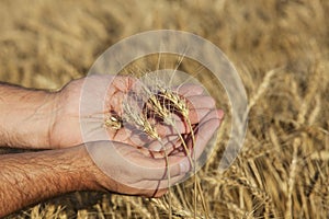 Hands holding wheat
