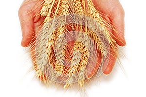 Hands holding wheat ears
