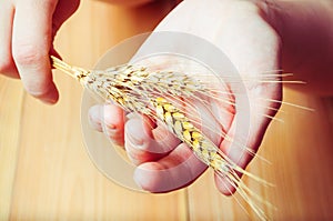 Hands holding wheat ears against wooden background