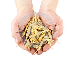 Hands holding wheat ears