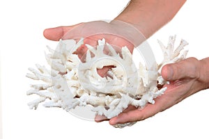 Hands holding white coral
