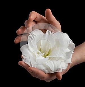 hands holding white fragile flower on black background, care love tenderness sensitivity concept