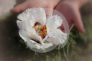 Hands holding a white peony. Congratulatory floral poster or wallpaper. Blurry background and copy space