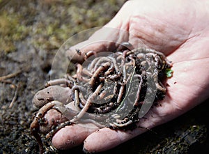 Hands holding worms with soil. A farmer showing group of earthworms in his hands. Production of vermicompost from