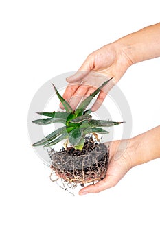 Hands holding young agave plant, isolated over white