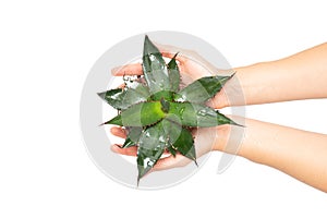 Hands holding young agave plant, isolated on white