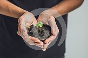 Hands holding young green plant, on black background. The concept of ecology, environmental protection