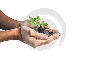 Hands holding young green plant, Isolated on white. The concept of ecology, environmental protection