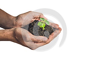 Hands holding young green plant, Isolated on white. The concept of ecology, environmental protection