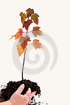 Hands Holding Young Maple Tree