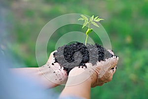 Hands holding young plant