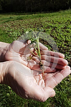 Hands holding a young plant, background