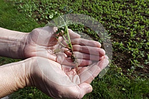 Hands holding a young plant, background