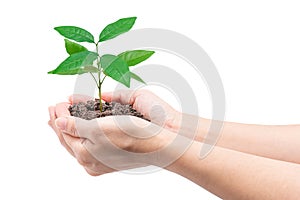 Hands holding a young plant, Isolated on white background, clipping path.
