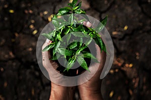 Hands holding young plants on the arid soil and cracked ground or dead soil in the nature park of growth of plant for reduce glo