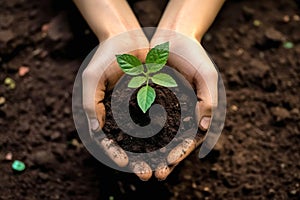 Hands holding young plants on the back soil