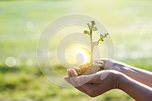 Hands holding young plants sprouting and growing on green nature background, Earth Day, new life growth ecology and business