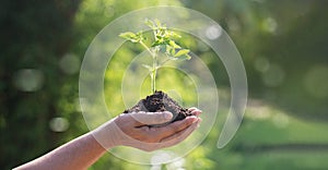 Hands holding young plants sprouting and growing on green nature background, Earth Day, new life growth ecology and business