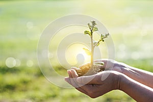 Hands holding young plants sprouting and growing on green nature background, Earth Day, new life growth ecology and business photo