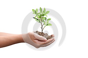 Hands holding young tree isolated on white background