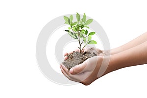 Hands holding young tree isolated on white background