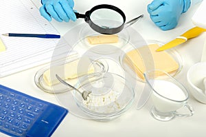 Hands inspecting a cheese in phytocontrol laboratory