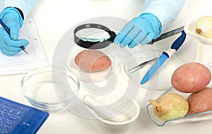 Hands inspecting a red potato in phytocontrol laboratory