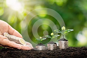 The hands of investors deliver coins to trees planted on coins.