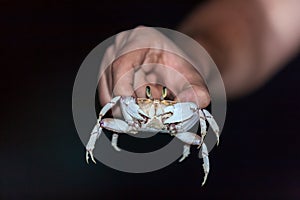 Hands keeping a dwarf crab