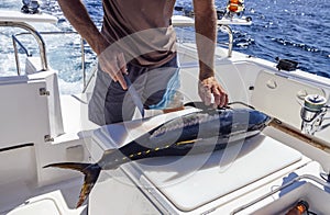 Hands and knife of  fisherman when cutting yellowfin tuna on board yacht at sea