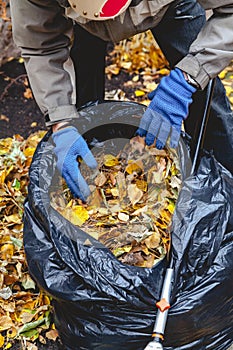 Hands lay fallen leaves in large bag