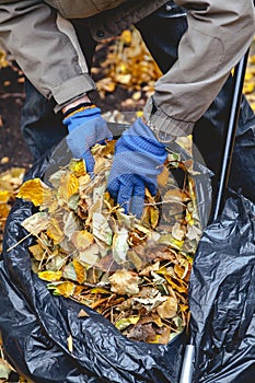 Hands lay fallen leaves in large bag