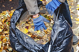 Hands lay fallen leaves in large bag