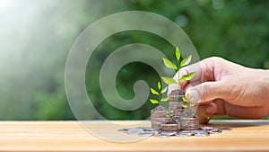 Hands laying coins on pile with plant growing on money, bond investment concept Raise funds to fund environmentally friendly
