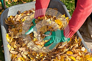 Hands and leaves