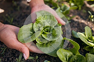 Hands, lettuce and gardening plants for agriculture, sustainable food production and growth in environment. Closeup