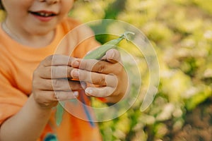 Hands of little child with green young pad peas in garden. Healthy eating, vegetables, legumes. Boy eating fresh food