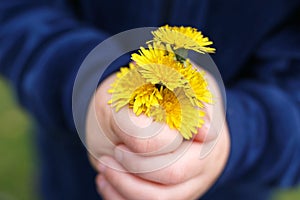 The Hands of a Little Child are Holding a Fresh Picked Bouquet of Dandelion Flowers photo