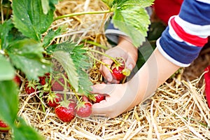 Hands of little child picking strawberries